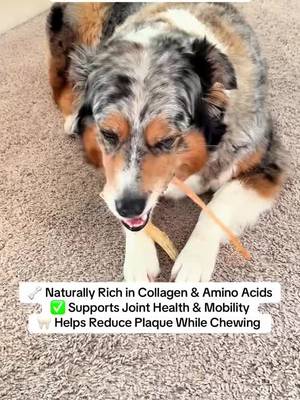 TikTok post by @fatty_snacks for King Lou. Caption reads: [...] They want the good stuff 🐶🦃 @King Lou....