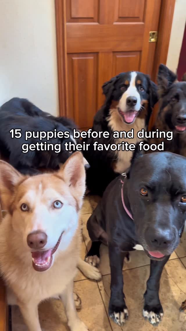 Instagram post by @thegoodhypeofficial for Sundays for Dogs. Caption reads: Which dog is your favorite? 🤔👇

The entire pack....