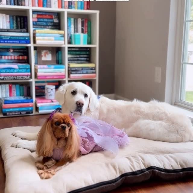 Instagram post by @ladyemmaofashburn for Snoozer Pet Products. Caption reads: Yup. Dad is officially the spare human. Not even....