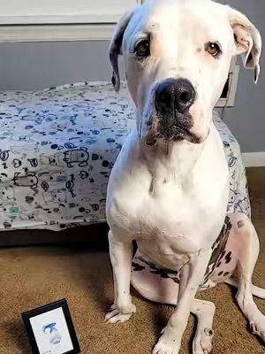 TikTok post by @fostermommy.xo for Larleaf. Caption reads: [...] to make these memories with your dog 😊....