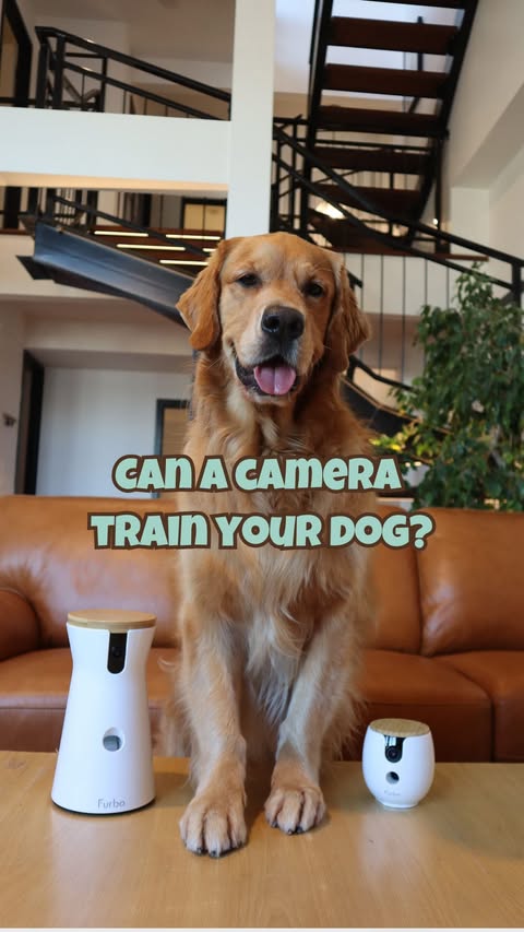 Instagram post by @bentleythegoldendigger for Furbo. Caption reads: [...] will start to complain 😣 With Furbo Nanny....