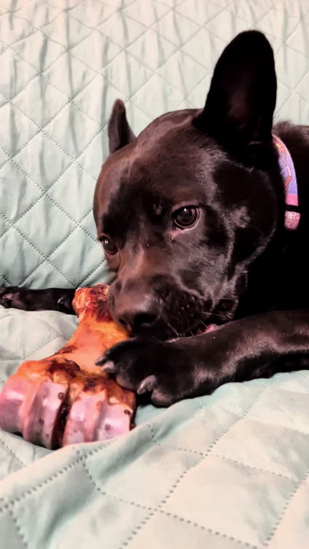 TikTok post by @hybrid_bully for King Lou. Caption reads: [...] THIS is “the chew of all chews” 😭🔥 @King....