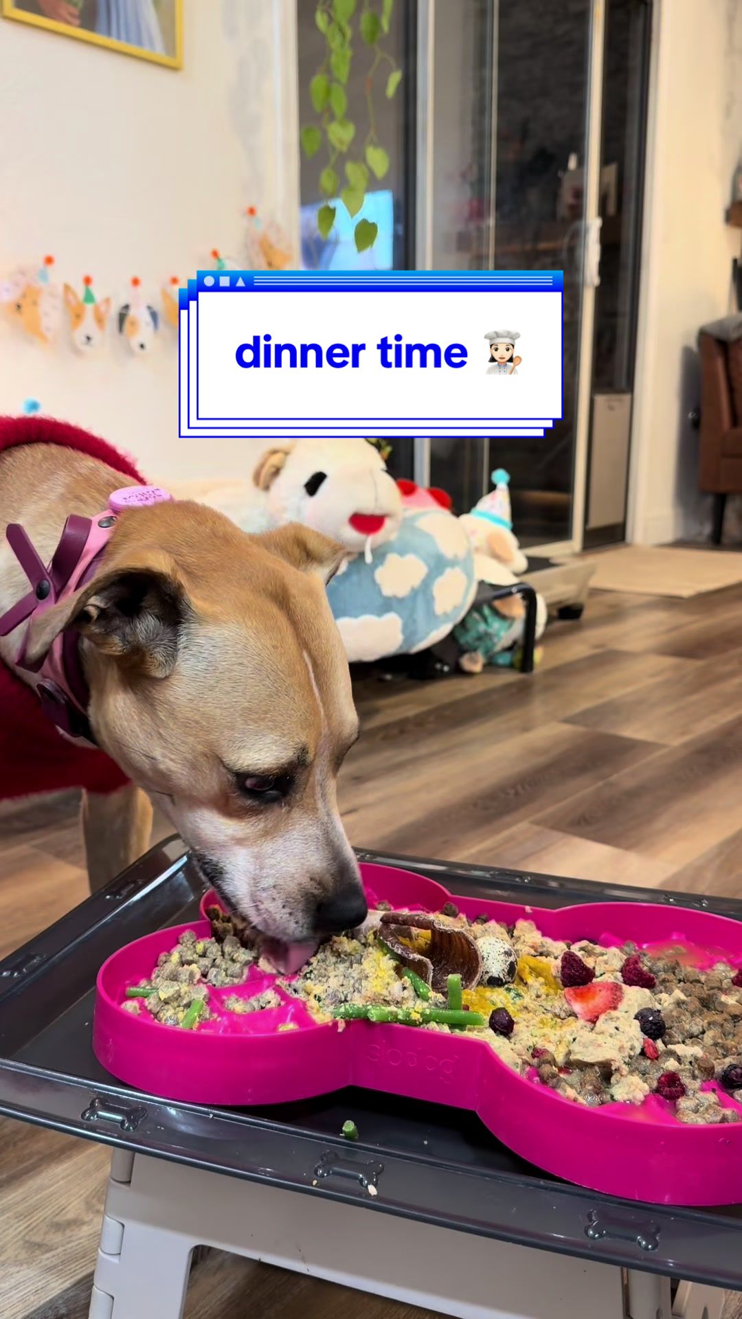 TikTok post by @thebentobabies for MYOS Pet. Caption reads: [...] Pet Food Co.  @Ollie  @PURINA @Weruva ....
