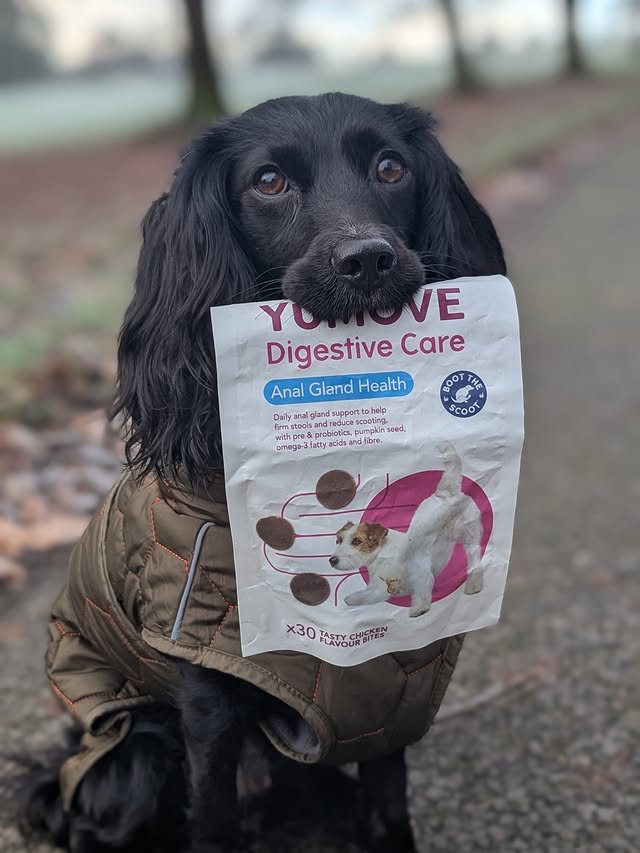 Instagram post by @hugsydaisy for YuMOVE. Caption reads: [...] Good digestion makes all the difference!....