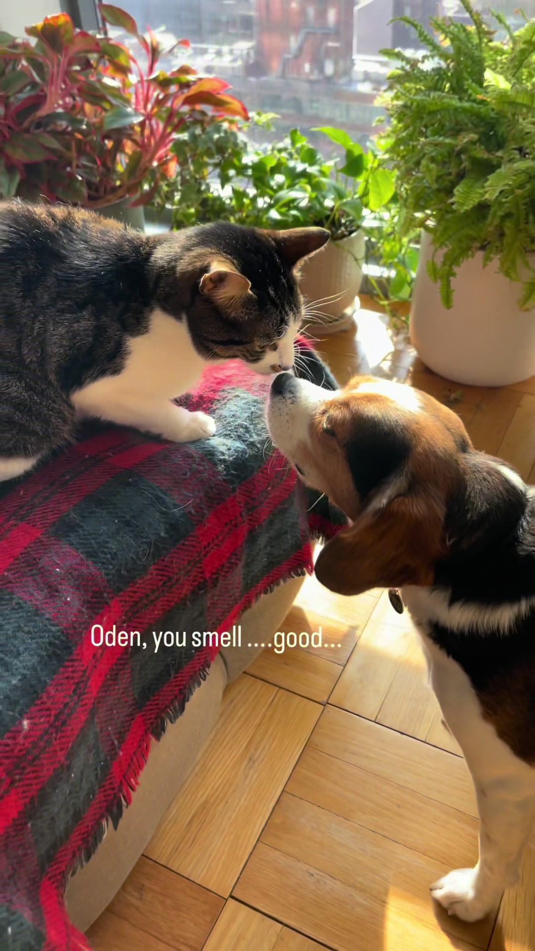 TikTok post by @odencatnyc for Wellness Pet Food. Caption reads: Oden’s habits are quirky. Fred’s are sweet. Clean....