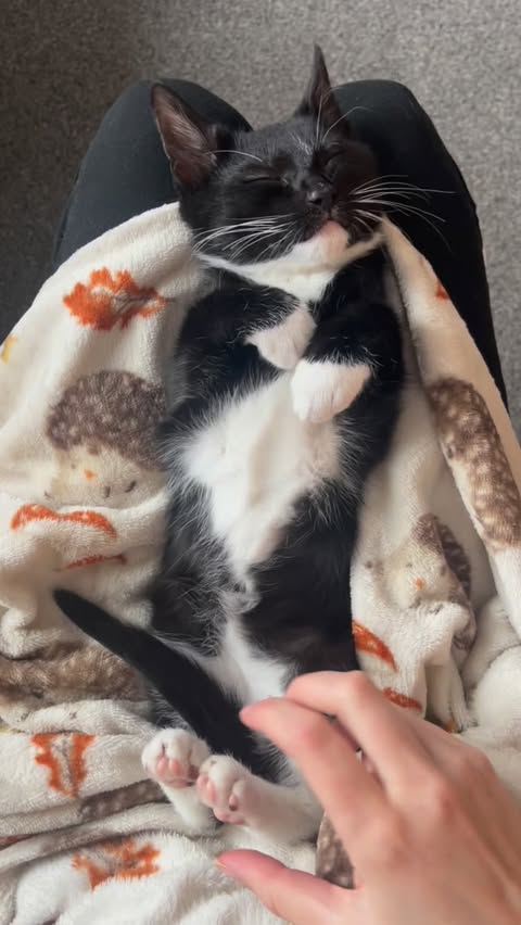 Instagram post by @harvey.the.tux for Oneisall. Caption reads: [...] came early when we invested in the Oneisall....