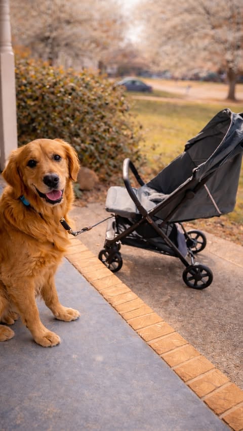 Instagram post by @msmcmullin for Inglesina. Caption reads: [...] to see Gus’s potential. Thank you to....