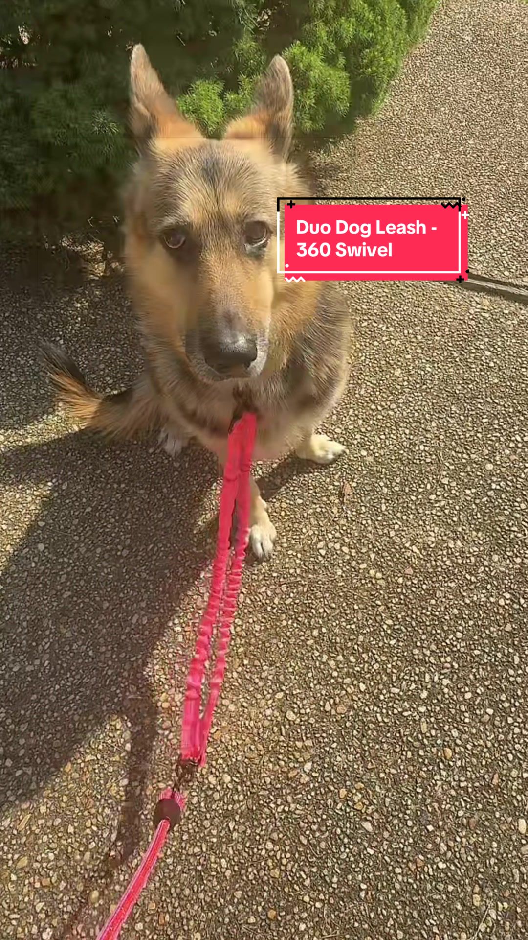 TikTok post by @jennchris65 for iYoShop. Caption reads: [...] it’s actually for TWO dogs! Still, this....