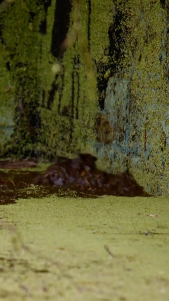 Instagram post by @forrest.galante for Discovery. Caption reads: When "Florida Man" meets "Meth Gator" 🐊....