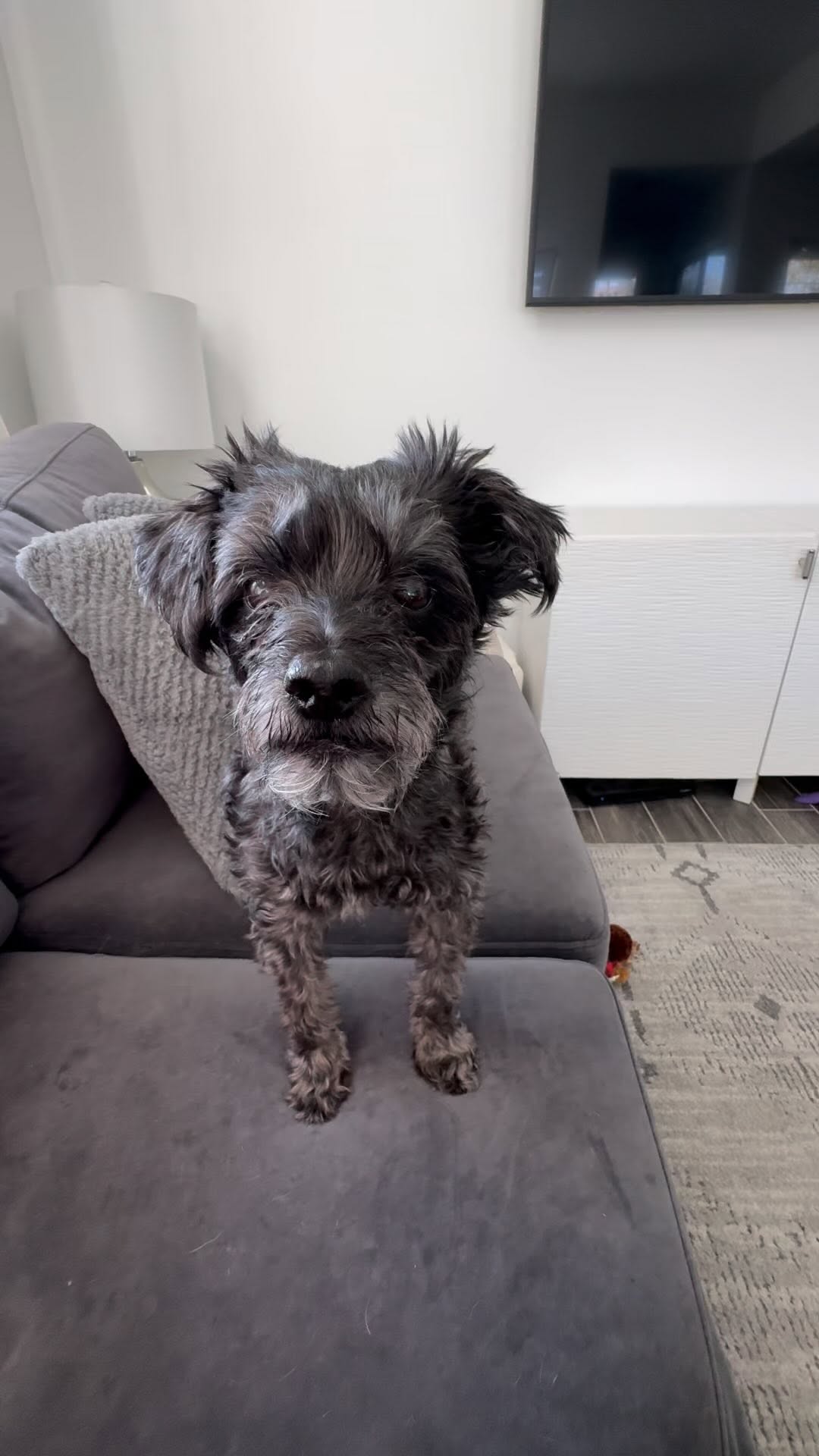 Instagram post by @bethshome for Petsmont. Caption reads: [...] And let me know how it goes for you!....