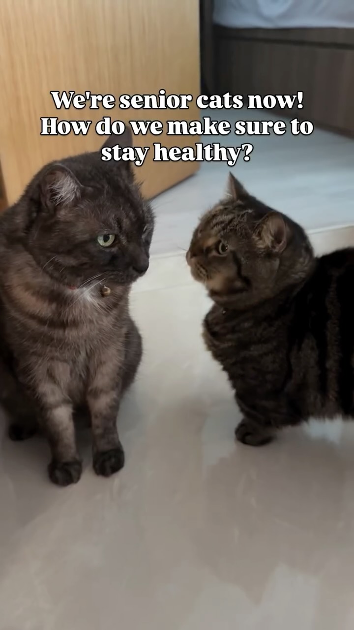 Instagram post by @kittymunchiefloofy for Zesty Paws. Caption reads: Kitty & Munchie / as the two seniors of the house....