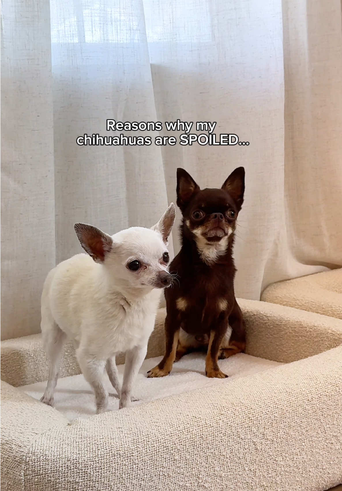 TikTok post by @thestadlerfam for Native Pet. Caption reads: [...] everyday reality, so of course I add @Native....