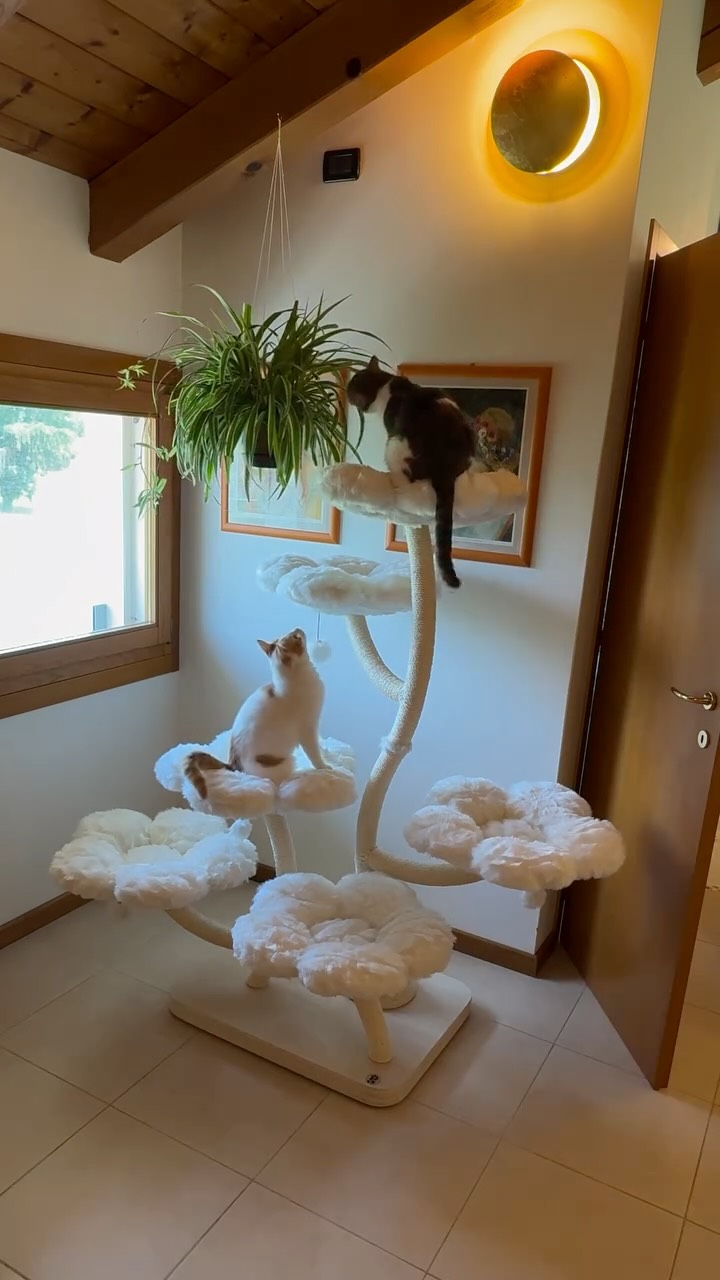 Instagram post by @the.fantastic.furr for KBSPETS. Caption reads: [...] Ettore activated 🤣 Huge thanks to @kbspets....