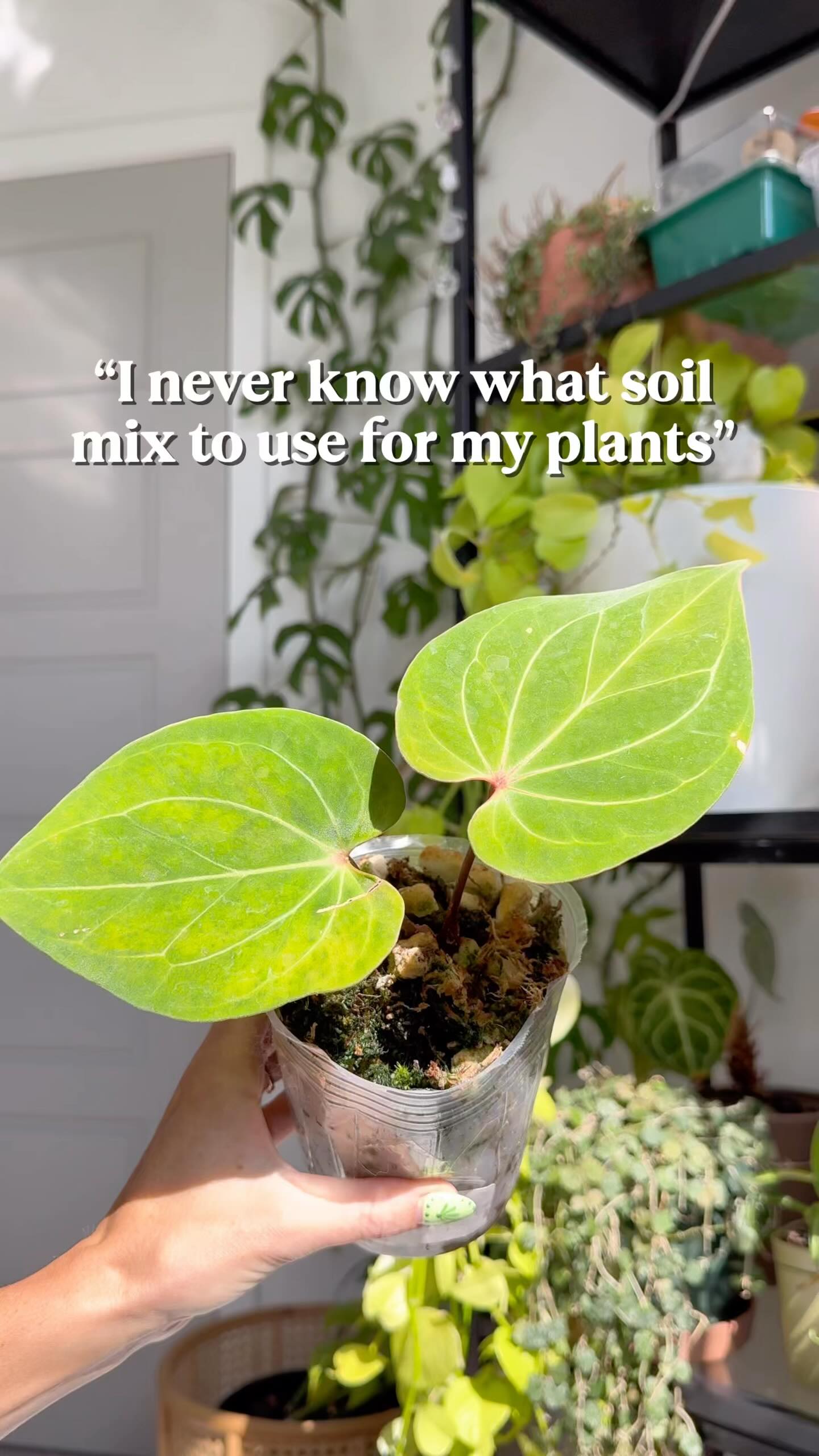 Instagram post by @mariahgrows for Rosy Soil. Caption reads: [...] philodendron, anthurium & more..)

@rosysoil....