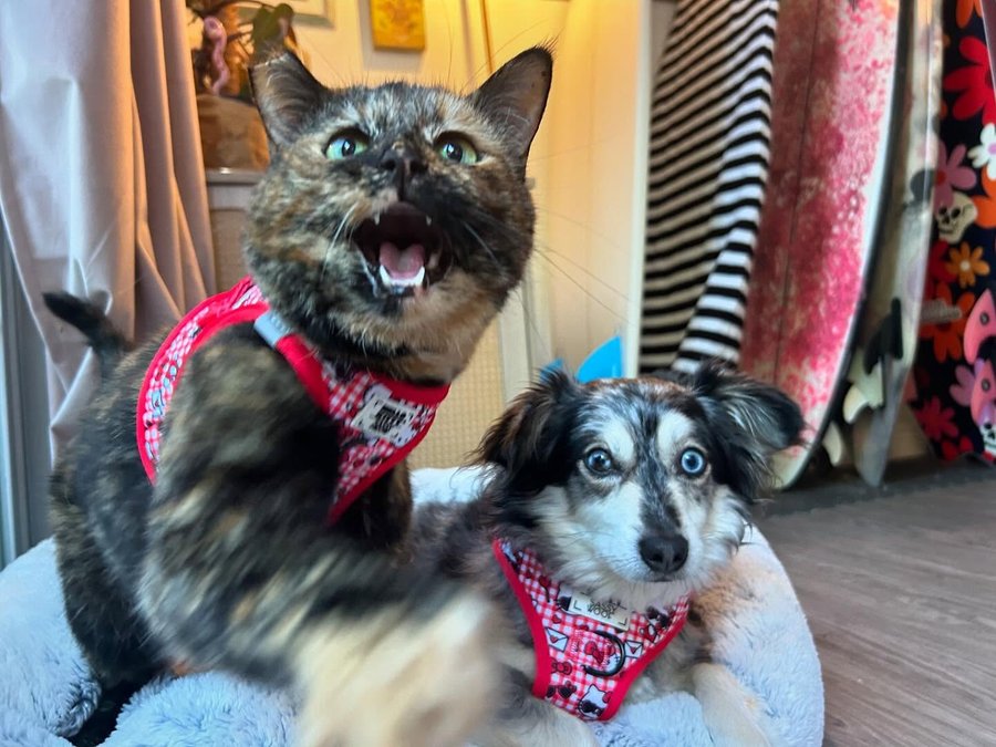 Instagram post by @screamy_beany for BoxLunch. Caption reads: [...] are now available on the @boxlunchgifts....