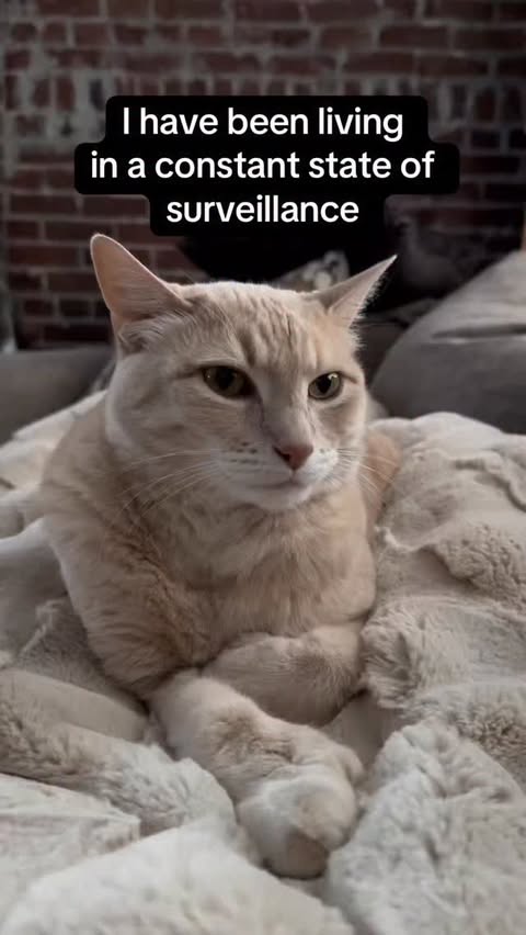 Instagram post by @thegoldenbreakfastclub for Petlibro. Caption reads: @petlibro new Luma Smart Litter box records [...].