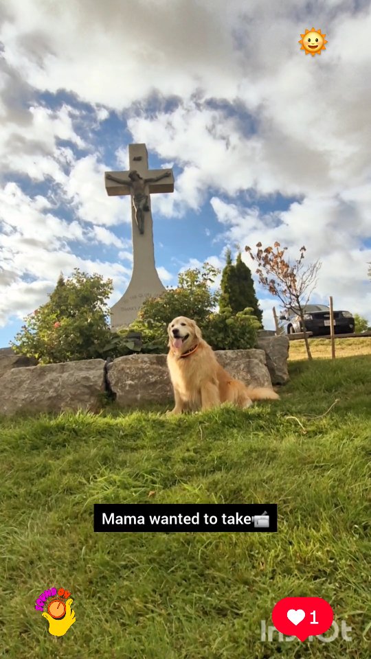 Instagram post by @shaggythegoldenone for BarkBox. Caption reads: 💙 We're at St Patrick's church grounds, and Mama....