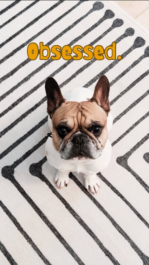 Instagram post by @midas_frenchie_gold for Petcube. Caption reads: [...] your human is a Velcro human.📍🙄 The....
