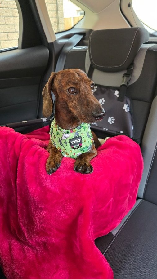 Instagram post by @pink_rose_home for Burns Pet Food. Caption reads: [...] his 3 month journey with @burnspet

Burns....