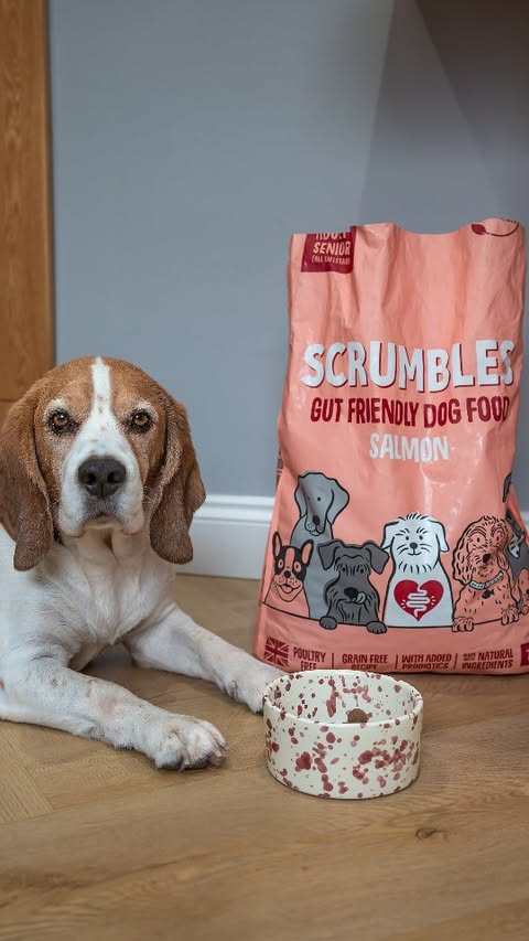 Instagram post by @basil_the_beagle.uk for Scrumbles. Caption reads: Keeping Basil’s tum (and bum!) happy has become so....
