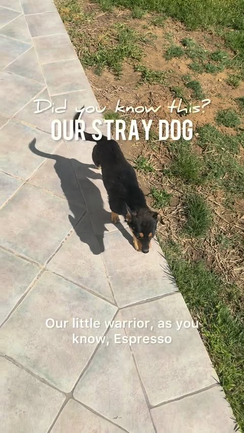 Instagram post by @majormumhacks for Butternut Box. Caption reads: [...] Switching him to fresh food from....