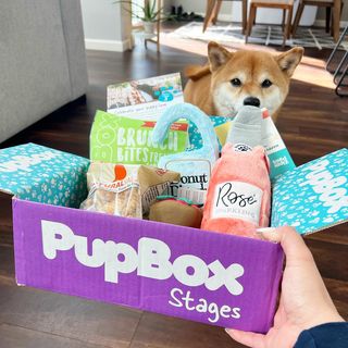 Instagram post by @champagne.hachi for PupBox. Caption reads: #ad Swipe to see how happ I am about my #Pupbox....