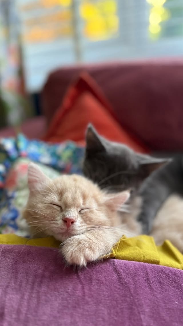 Instagram post by @the_shoestring_home for KatKin. Caption reads: [...] in life and switching to @katkin.club has....