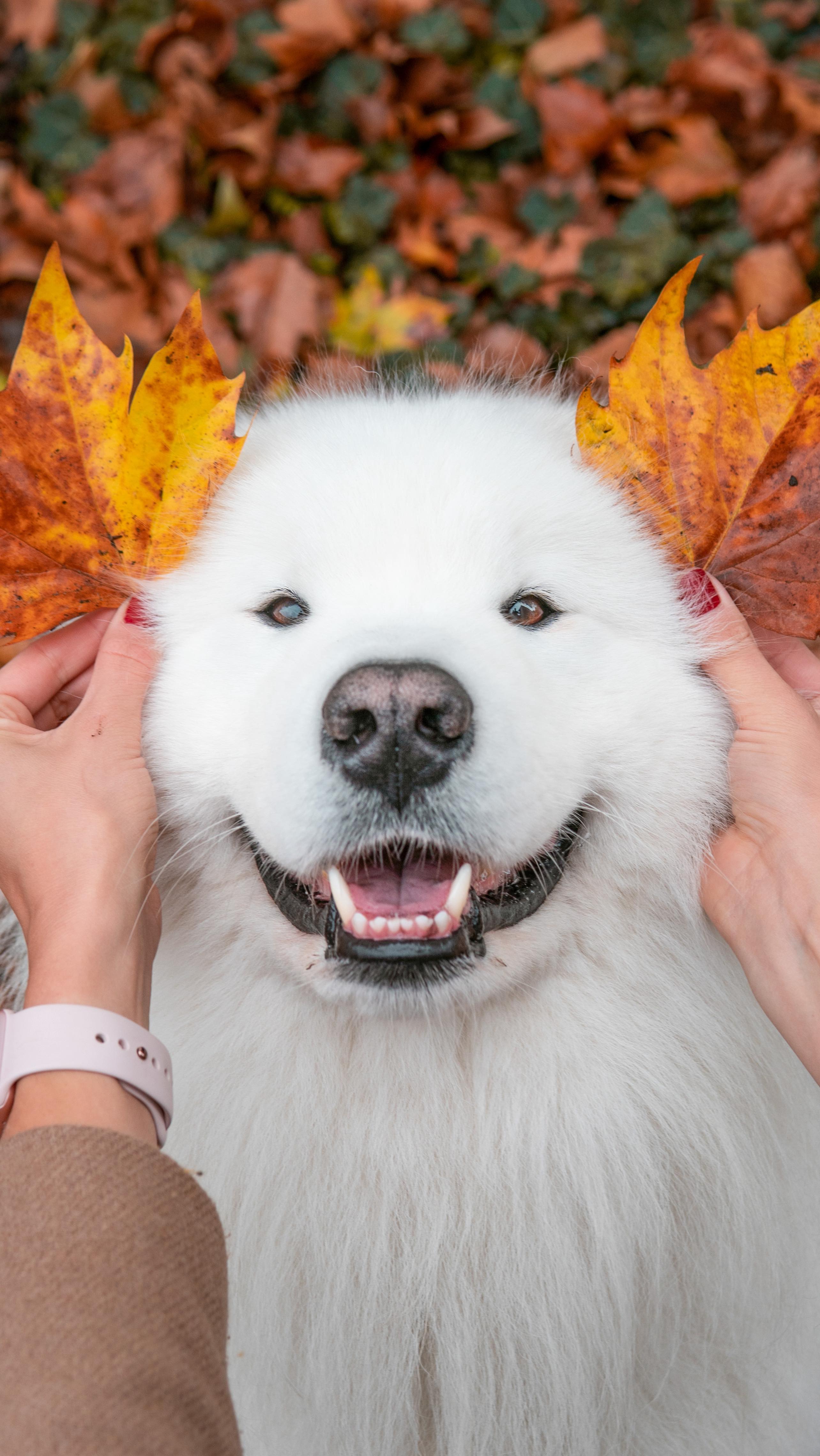 Instagram post by @wanderlust_samoyed for Tractive. Caption reads: Any Samoyed owners over here who can relate? 😅....