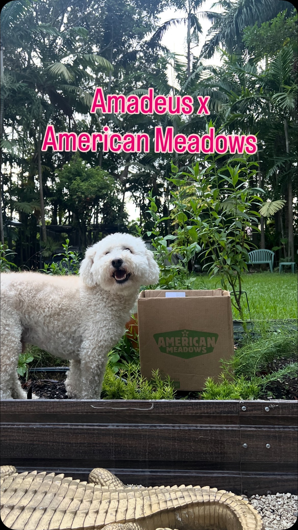 Instagram post by @adventuresofamadeus for American Meadows. Caption reads: [...] just a few months later. Thanks to....