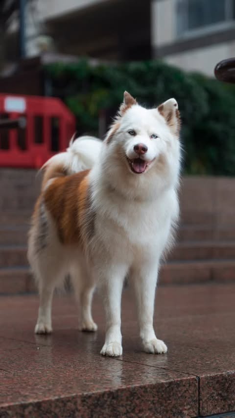 Instagram post by @_violasnow for Sony. Caption reads: Viola, meet Justin 🤝 #SonyAd This is the collab....