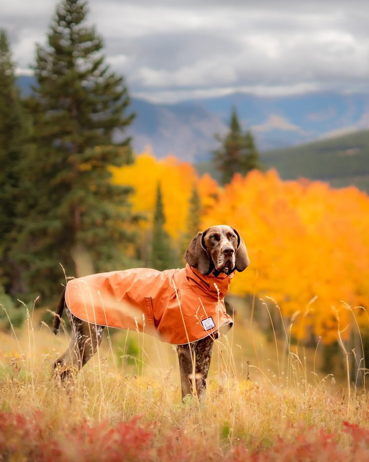 Instagram post by @bison_outdoors for Voyagers K9 Apparel. Caption reads: [...] his raincoat in baked clay from....