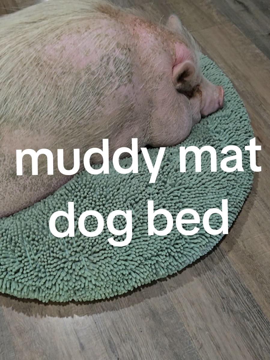 TikTok post by @brittneys.favorite.finds for Muddy Mat. Caption reads: #clouddogbed #muddymat #dogbed #pethair....