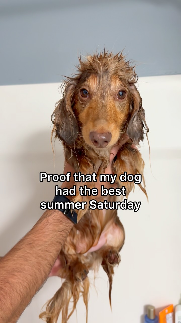Instagram post by @roswell_weenie for Wellness Pet Food. Caption reads: What’s more fun: a summer Saturday at the beach,....
