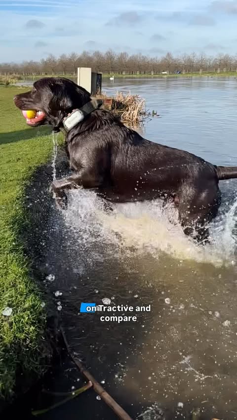Instagram post by @barrythegoodestboy for Tractive. Caption reads: [...] BARRYTHEGOODESTBOY40 for your very own....