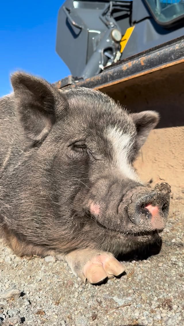 Instagram post by @arthursacres for John Deere. Caption reads: Timmy Timmy Coco pop , knows how to put in a hard....