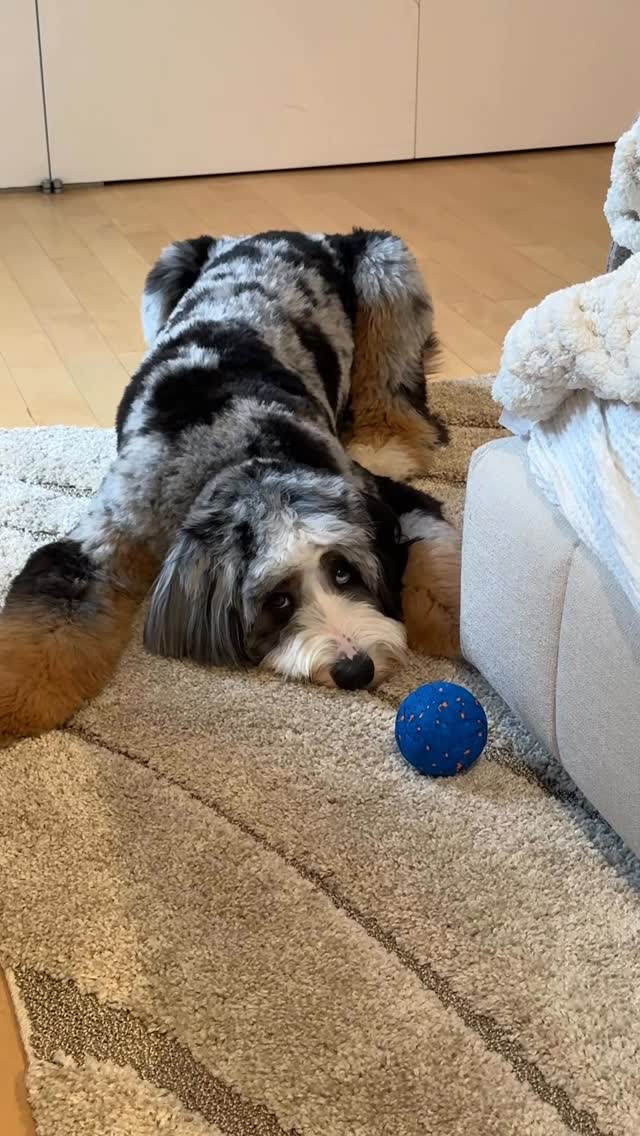 Instagram post by @trufflecosta for Cheerble. Caption reads: Despite the side eye… I secretly love this toy....