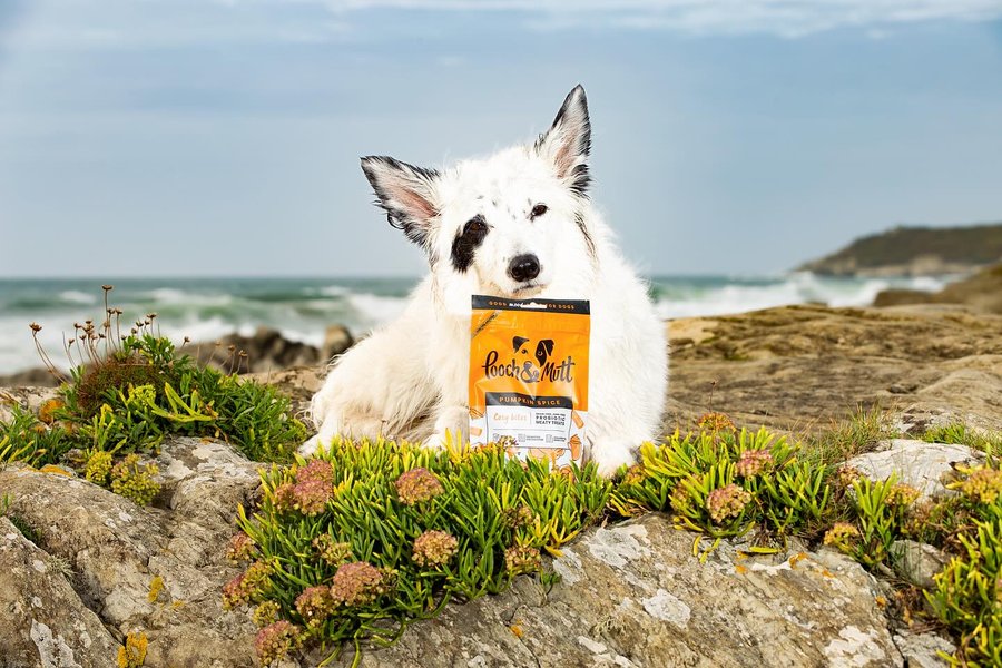 Instagram post by @a_collie_called_luna for Pooch and Mutt. Caption reads: Pumpkin spice and all things nice… I won’t be nice....