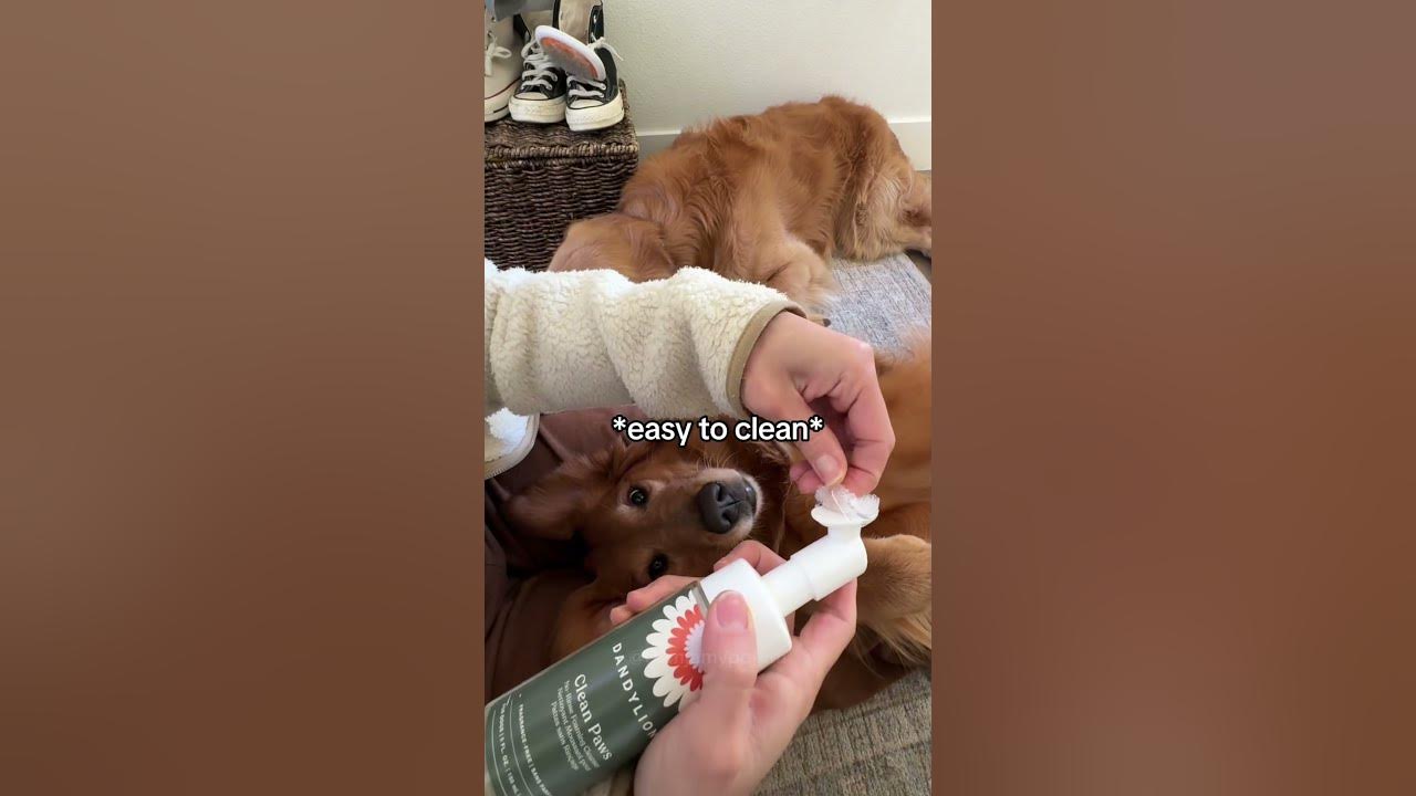 YouTube post by @gamjamypotato for Dandylion. Caption reads: I have no fear with these @dandylionworld trio ✨....