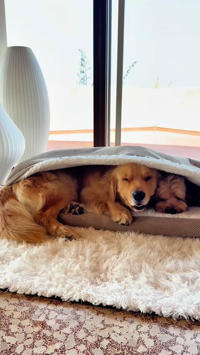 Instagram post by @fozzcook for Snoozer Pet Products. Caption reads: Introducing the Cozy Cave™ Washable, Breathable,....