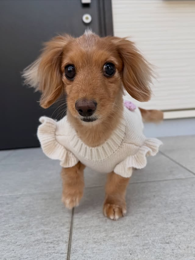 Instagram post by @mohicandog.natsu for monchéri. Caption reads: @moncheri.dog から 春らしいメッセージ刺繍が入った、....