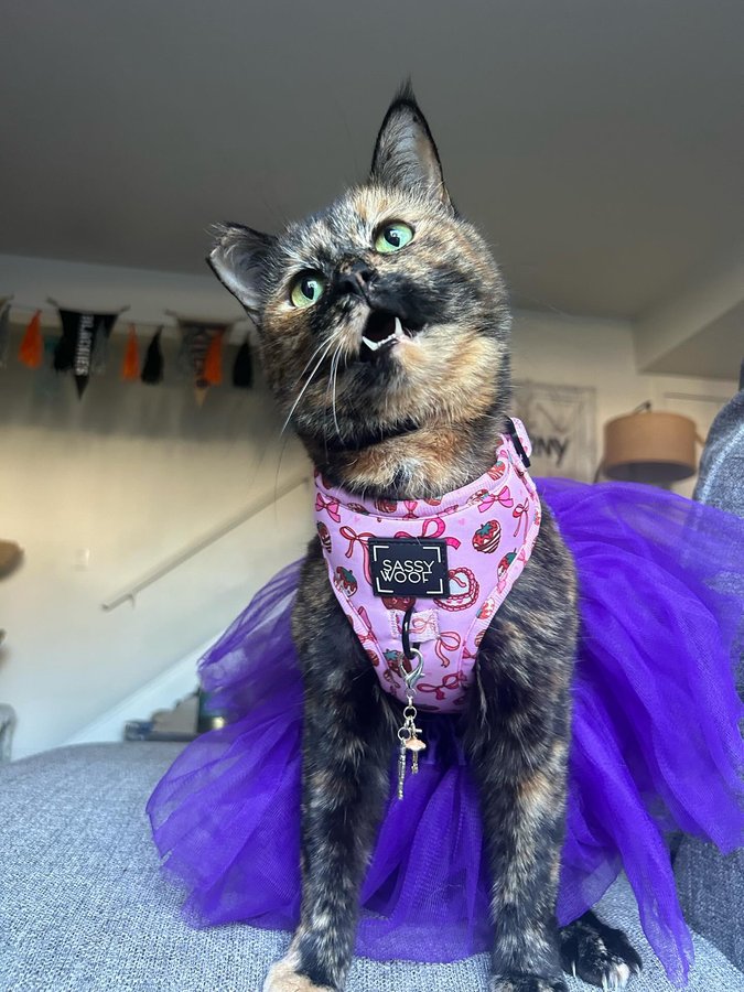 Instagram post by @screamy_beany for Sassy Woof. Caption reads: [...] into Nutcracker season 🩰 
•
•harness:....