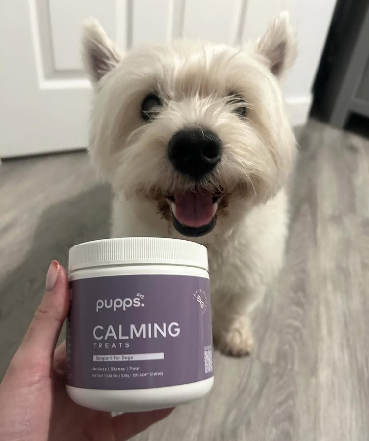 Instagram post by @ronniethewestie for Pupps. Caption reads: [...] for a discount on your order from @puppsuk -....