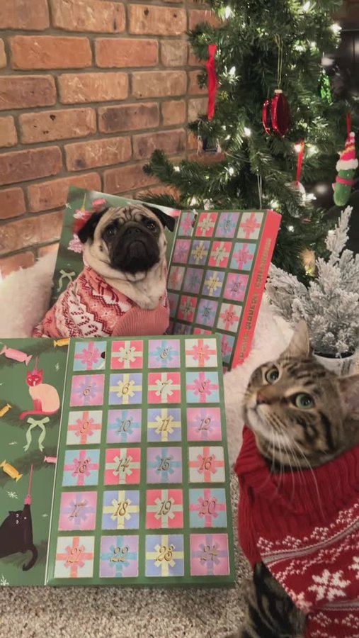 Instagram post by an influencer for Cosmicos Pet Bakery. Caption reads: Extra treats every day until Christmas? Yes,....