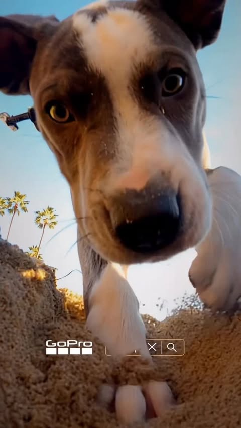 Instagram post by @ambertorrealba for ASUS. Caption reads: [...] Annie pup even made it cut! 🐶 With @asususa....