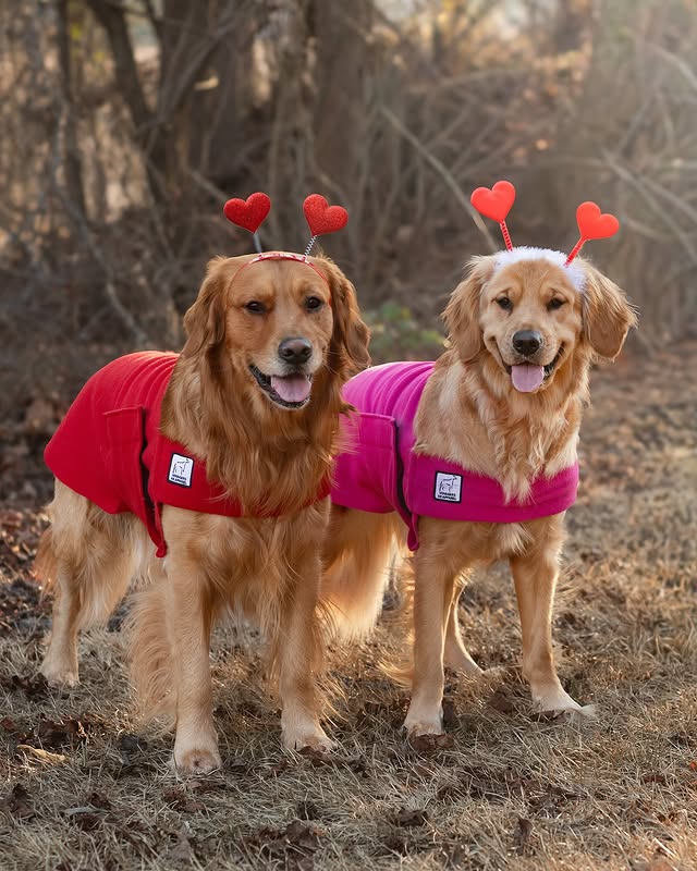 Instagram post by @poethegoldie for Voyagers K9 Apparel. Caption reads: [...] out! We’re honored to join with....