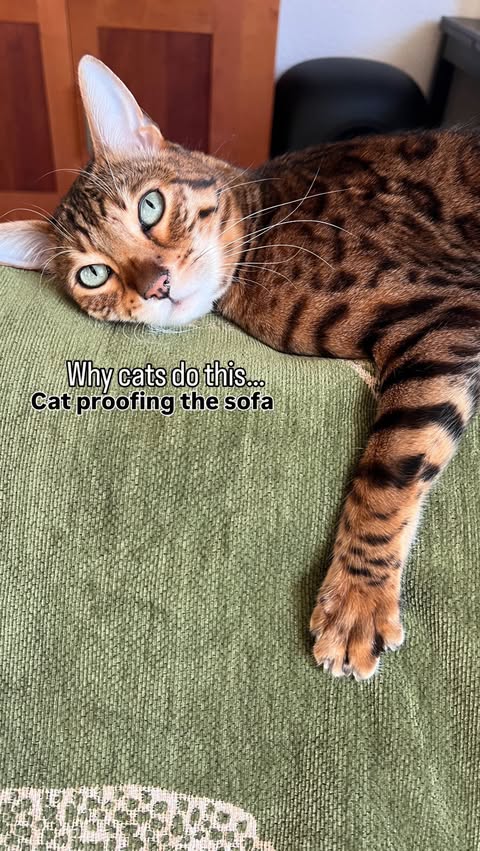 Instagram post by @sjefke_and_bengal_bruzer for slashop. Caption reads: Cat parents listen! Living with a cat means....