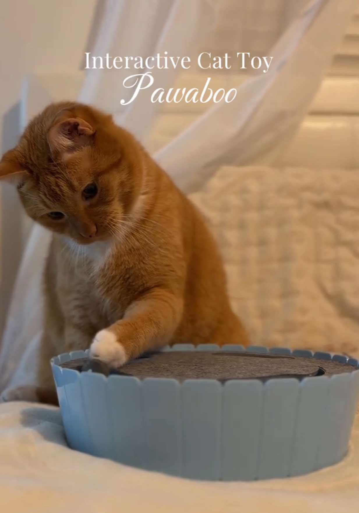 TikTok post by @pepetheorangecat for Pawaboo. Caption reads: New interactive cat toy by @pawabooofficial 🤍✨....