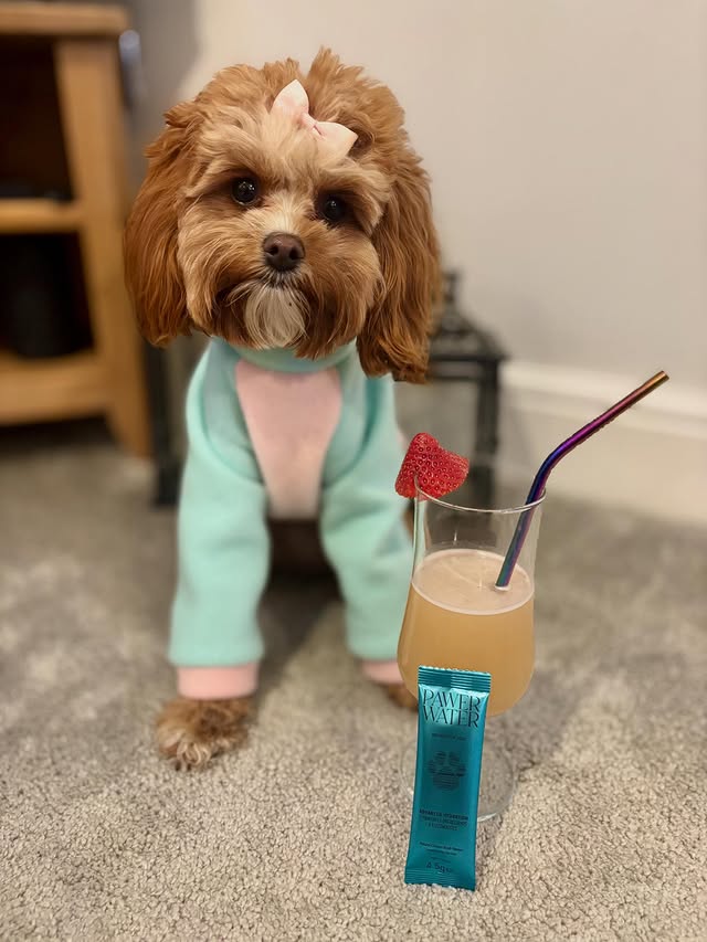 Instagram post by @maggie_moo_chon_cavapoochon for Pawer Water. Caption reads: [...] Mumma is letting me have a delicious....