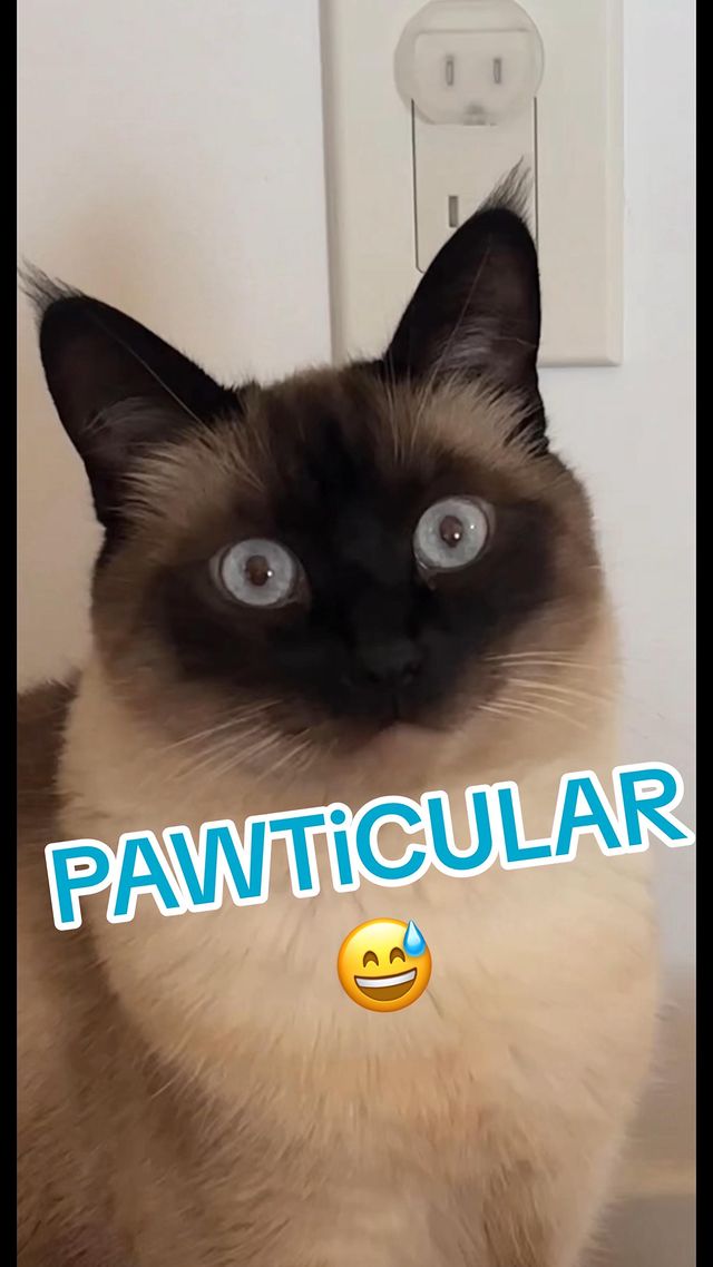 Instagram post by @mervthepet for blue buffalo. Caption reads: CoMment Your PAWticulars! i wiLL judge u. 😂 I am....