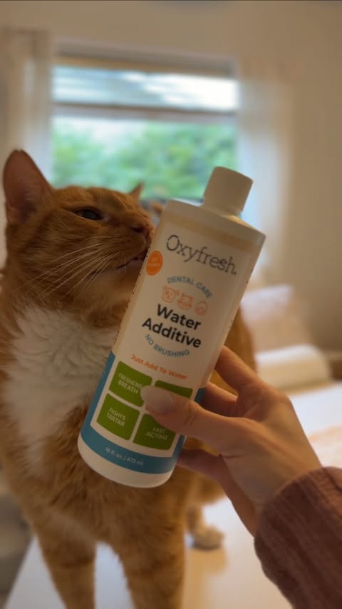 Instagram post by @pepethegingercat for Oxyfresh. Caption reads: Picky pet approved! ✅🦷 🔗link in bio @oxyfresh....